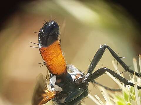 Image de Cylindromyia pilipes (Loew 1844)