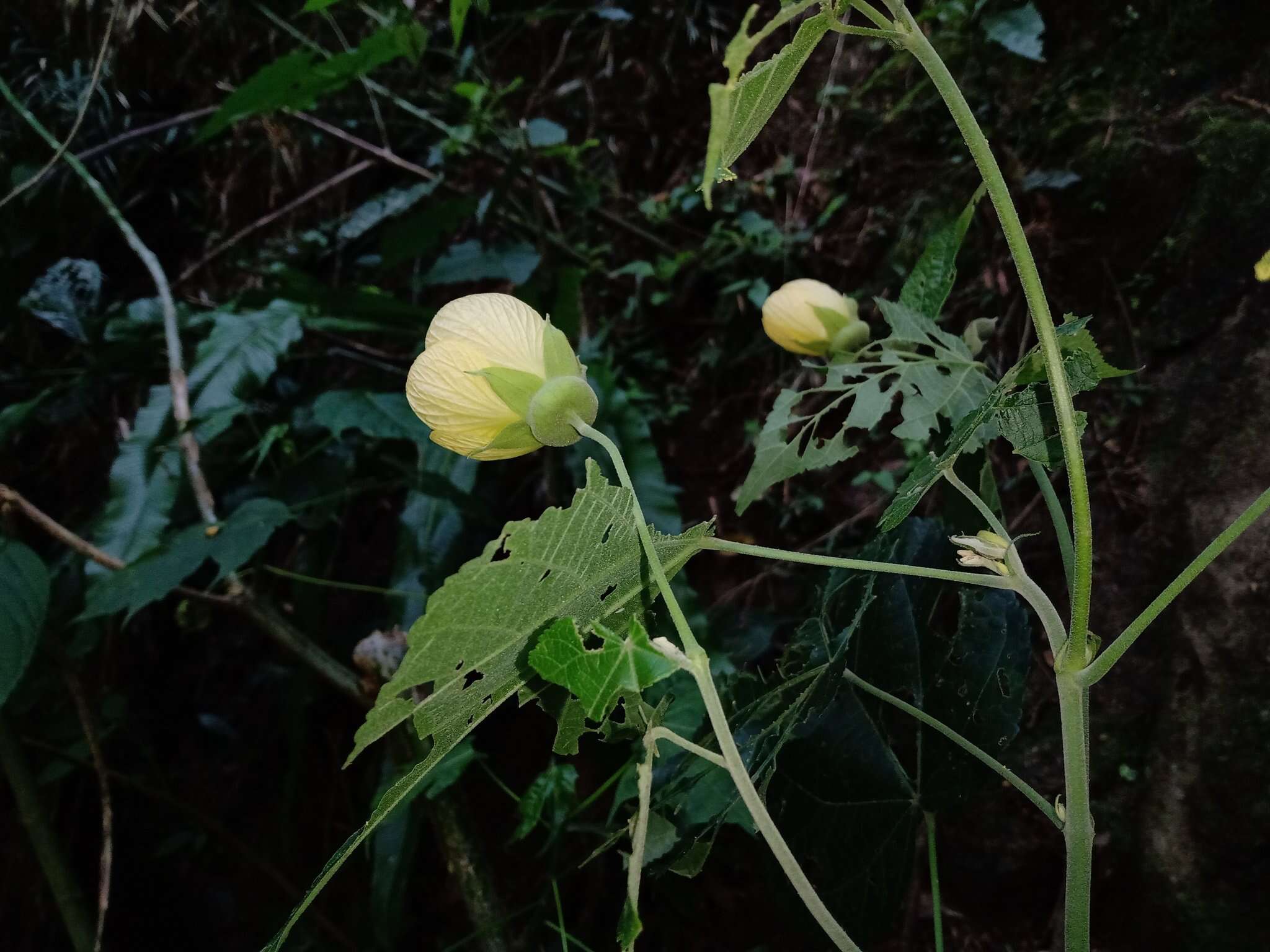 Imagem de Callianthe purpusii (Standl.) Donnell