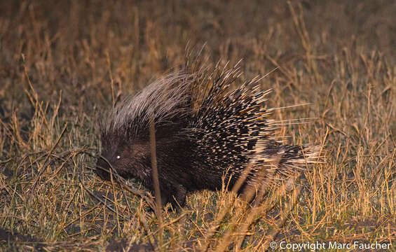 Image de Hystrix subgen. Hystrix Linnaeus 1758