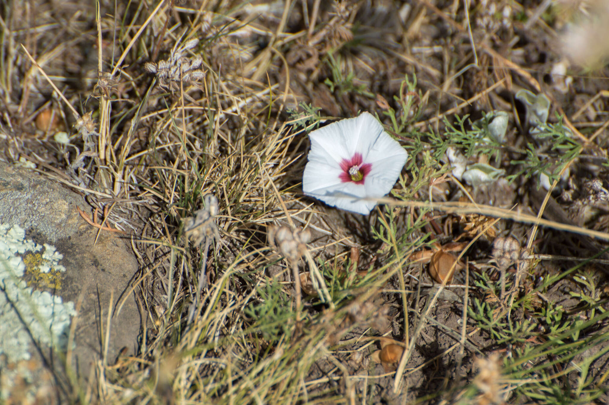 Image de Convolvulus laciniatus Desr.