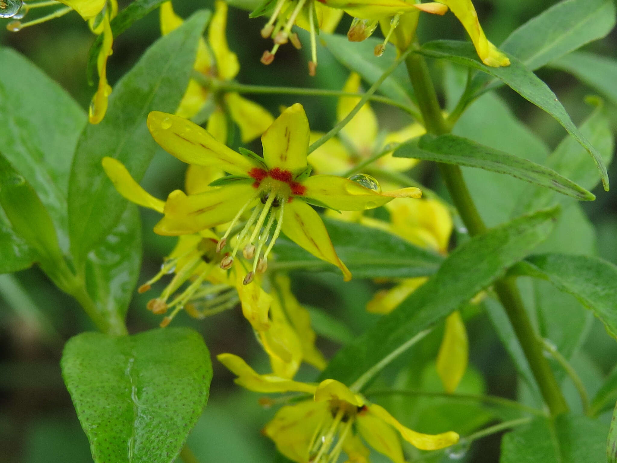 Imagem de Lysimachia producta (A. Gray) Fern.