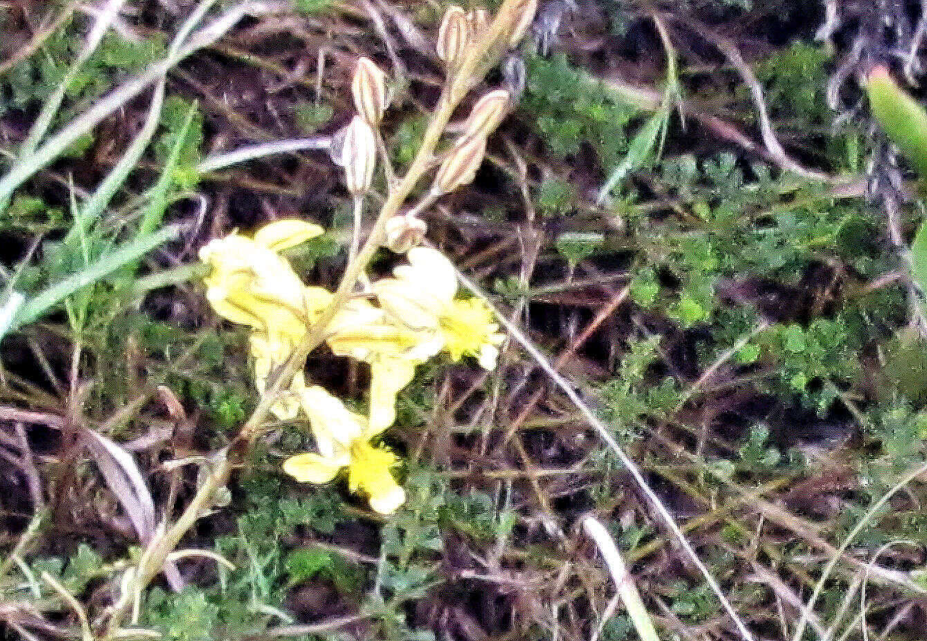 Image of Bulbine favosa (Thunb.) Schult. & Schult. fil.