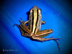 Image of Striped Stream Frog