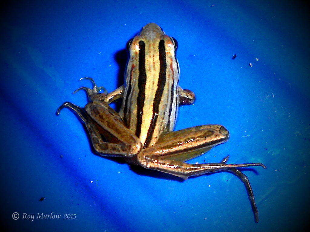 Image of Striped Stream Frog