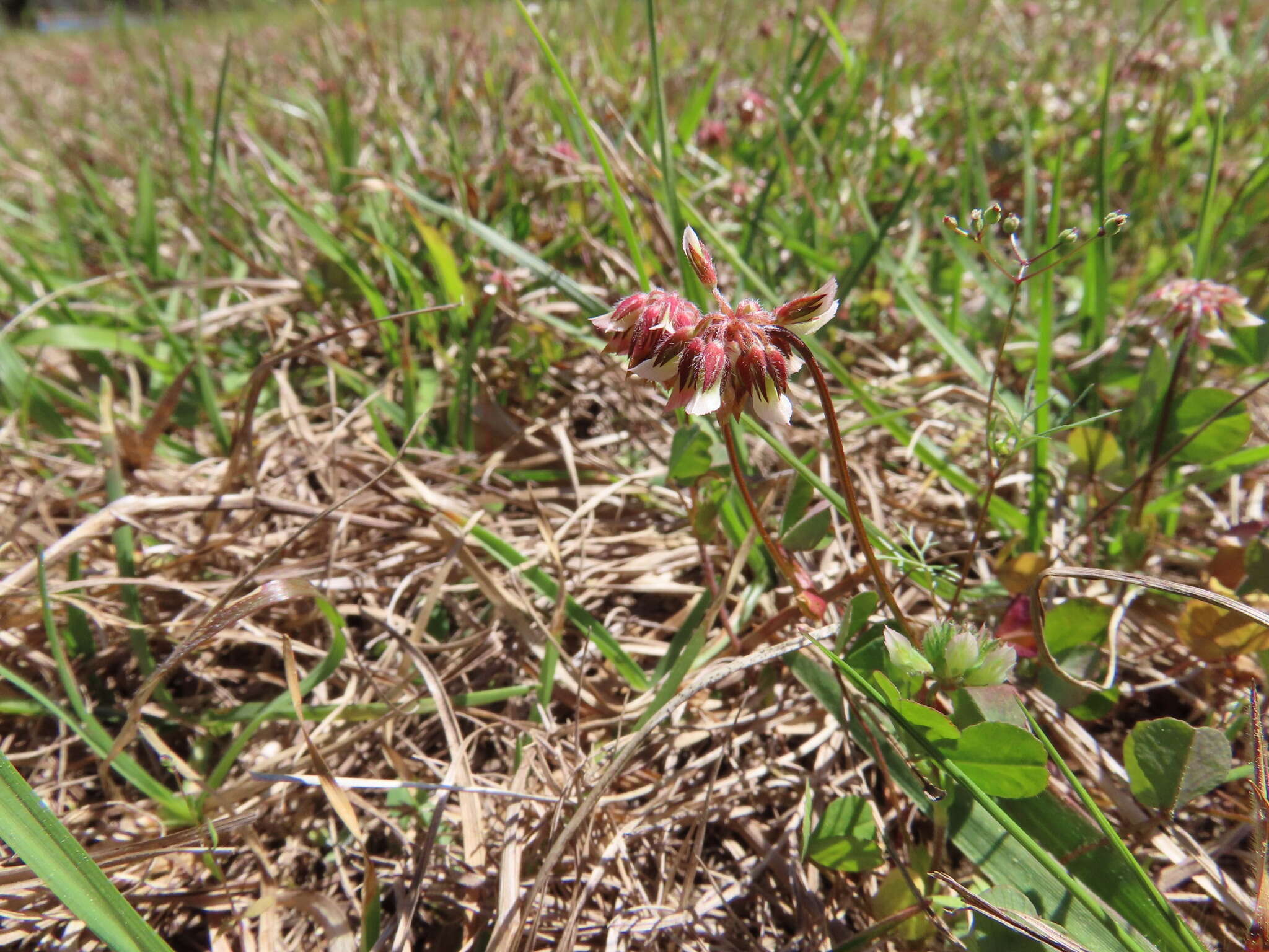 Image of Carolina clover