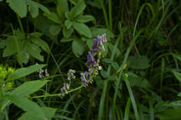 Image of Aconitum lycoctonum subsp. moldavicum (Hacq.) J. Jalas