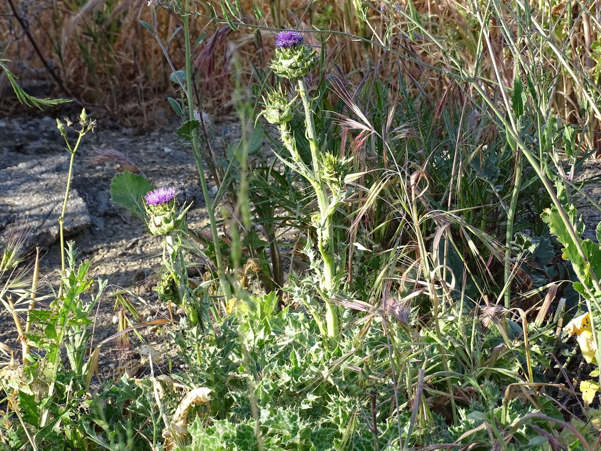 Image of Milk thistle