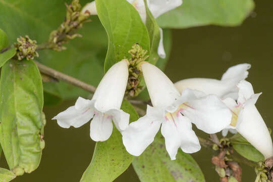 Imagem de Bignonia aequinoctialis L.