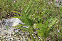 Image of tansy rosinweed