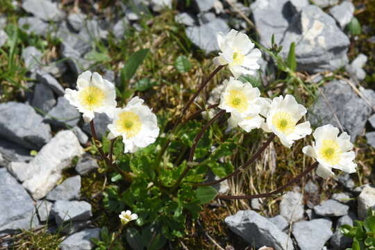 Image of alpine buttercup