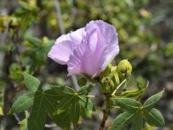 Image of Gossypium robinsonii F. Müll.