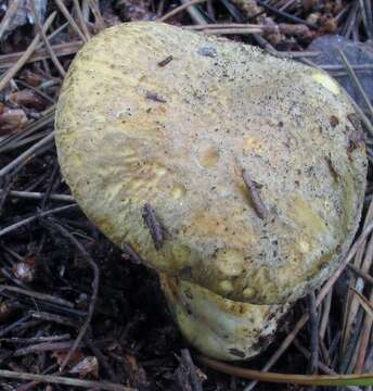 Imagem de Suillus tomentosus Singer 1960