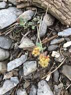 Image of sulphur-flower buckwheat