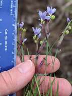 Image of Needle-Tip Blue-Eyed-Grass