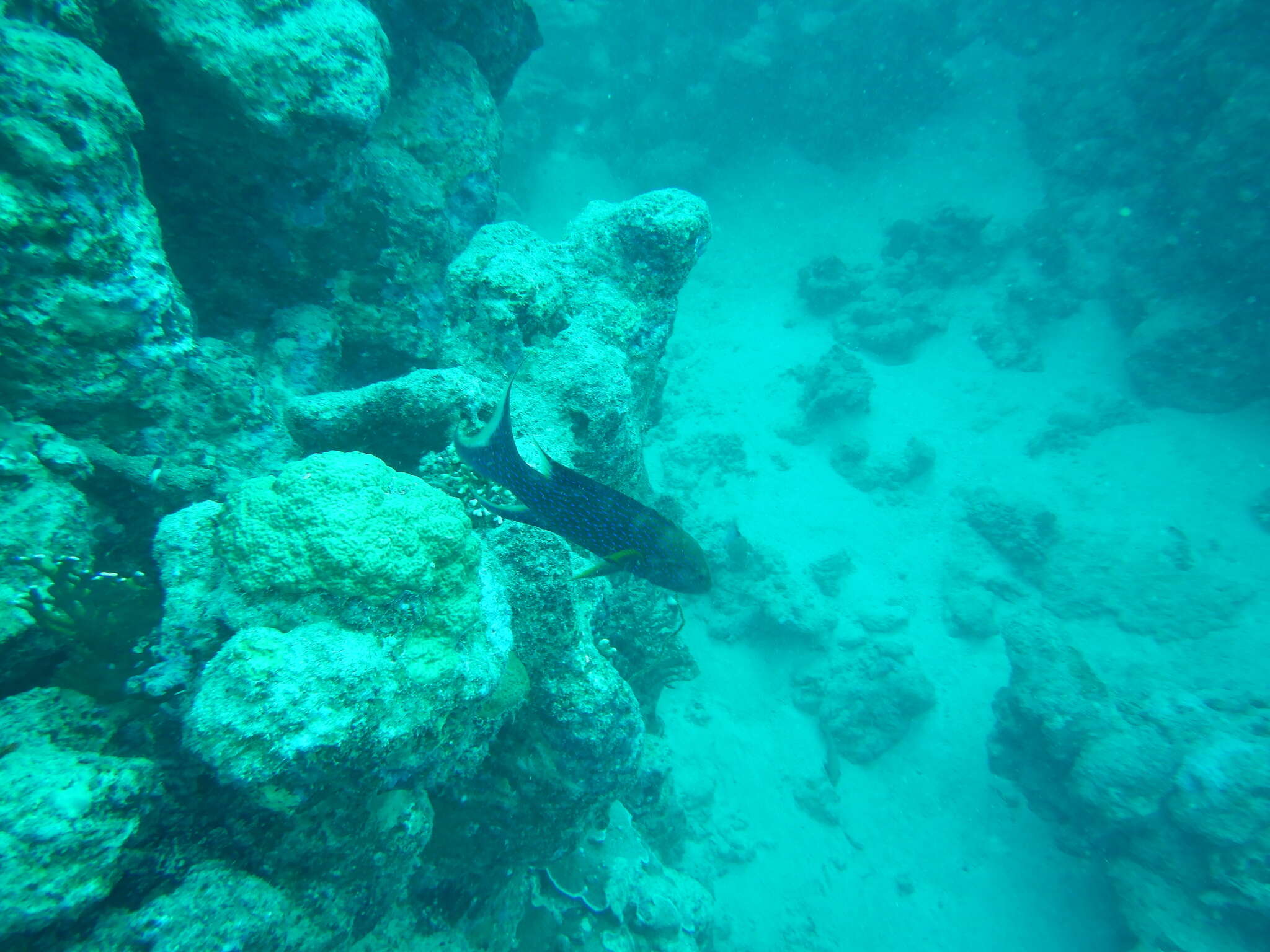 Image of Common Lyre-tail Cod