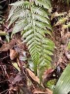 Image of Amauropelta glanduligera