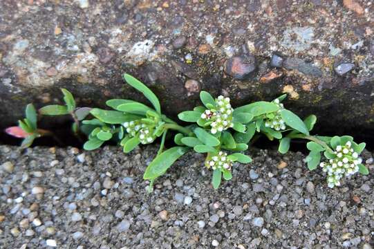 Plancia ëd Corrigiola litoralis subsp. litoralis