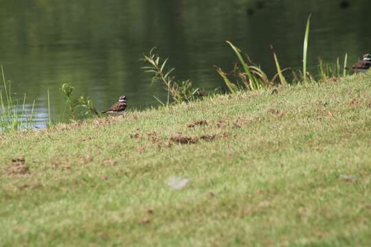 Image of Charadrius vociferus vociferus Linnaeus 1758