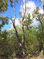 Image of red bloodwood