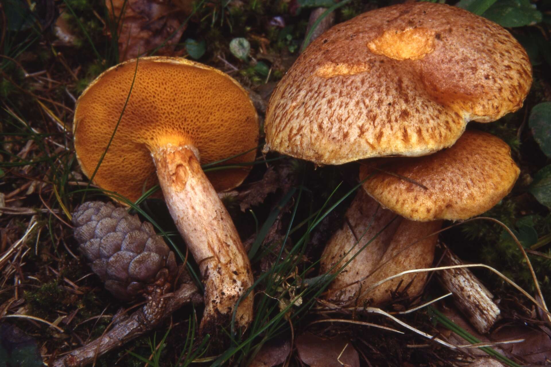 Image of Suillus tridentinus (Bres.) Singer 1945