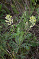 Oxytropis pilosa (L.) DC. resmi