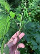 صورة Rubus canadensis L.