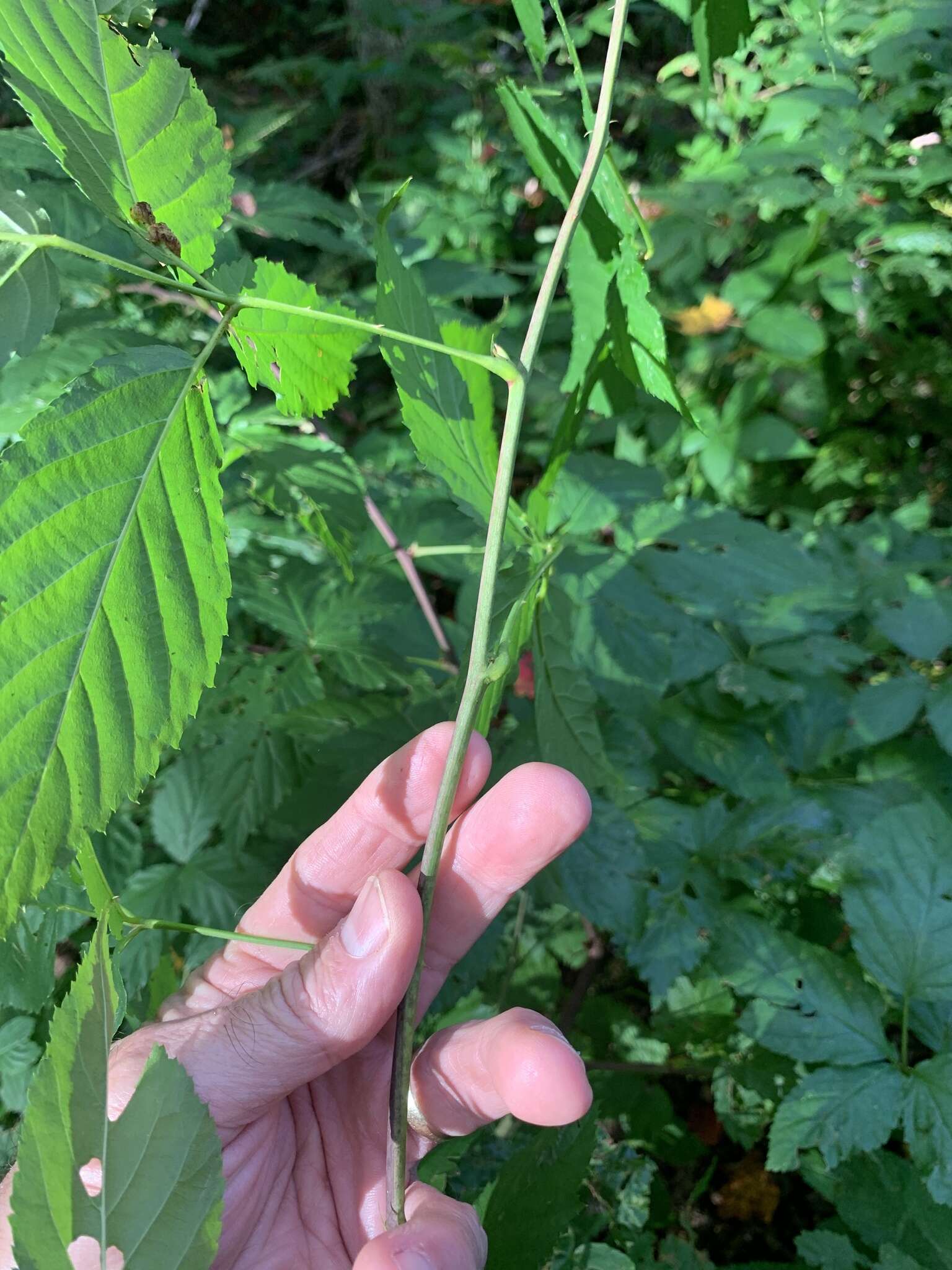 صورة Rubus canadensis L.