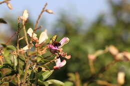 Imagem de Megachile pseudomonticola Hedicke 1925