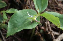 Image of Oettinger's trillium