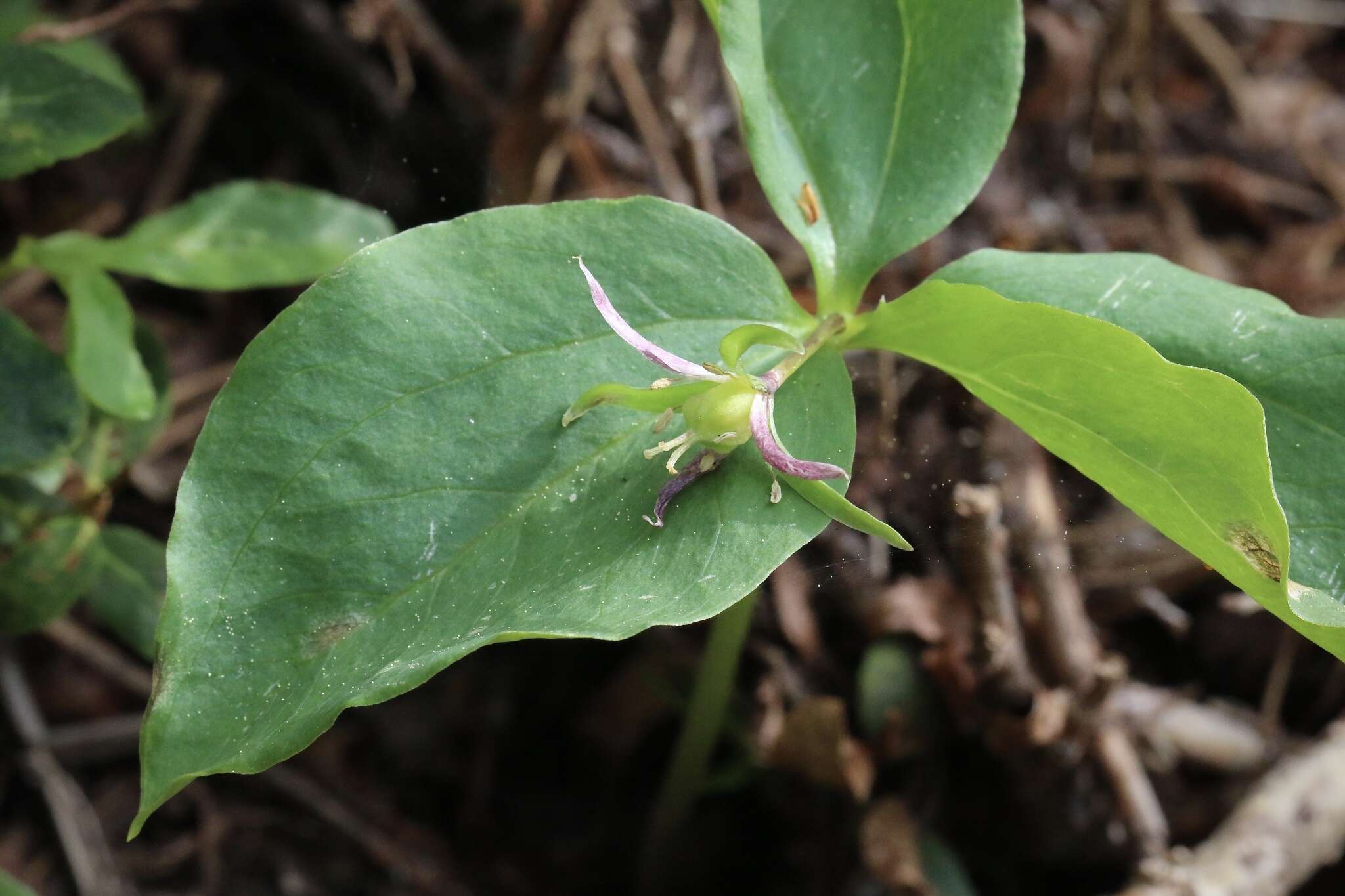 Image of Oettinger's trillium