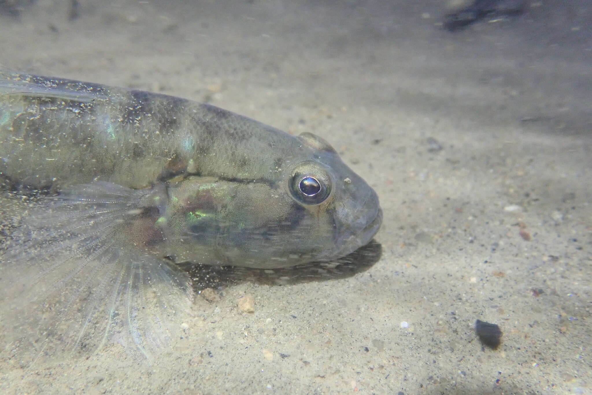 Слика од Acentrogobius viridipunctatus (Valenciennes 1837)