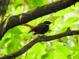 Image of Rufous-tailed Fantail