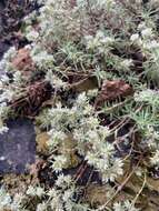 Image of silvery nailwort