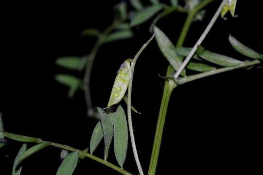 Imagem de Vicia leucantha Biv.