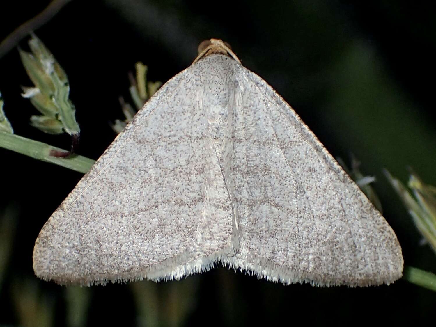 Sivun <i>Taeniogramma tenebrosata</i> kuva