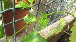 Image of Celery Fly
