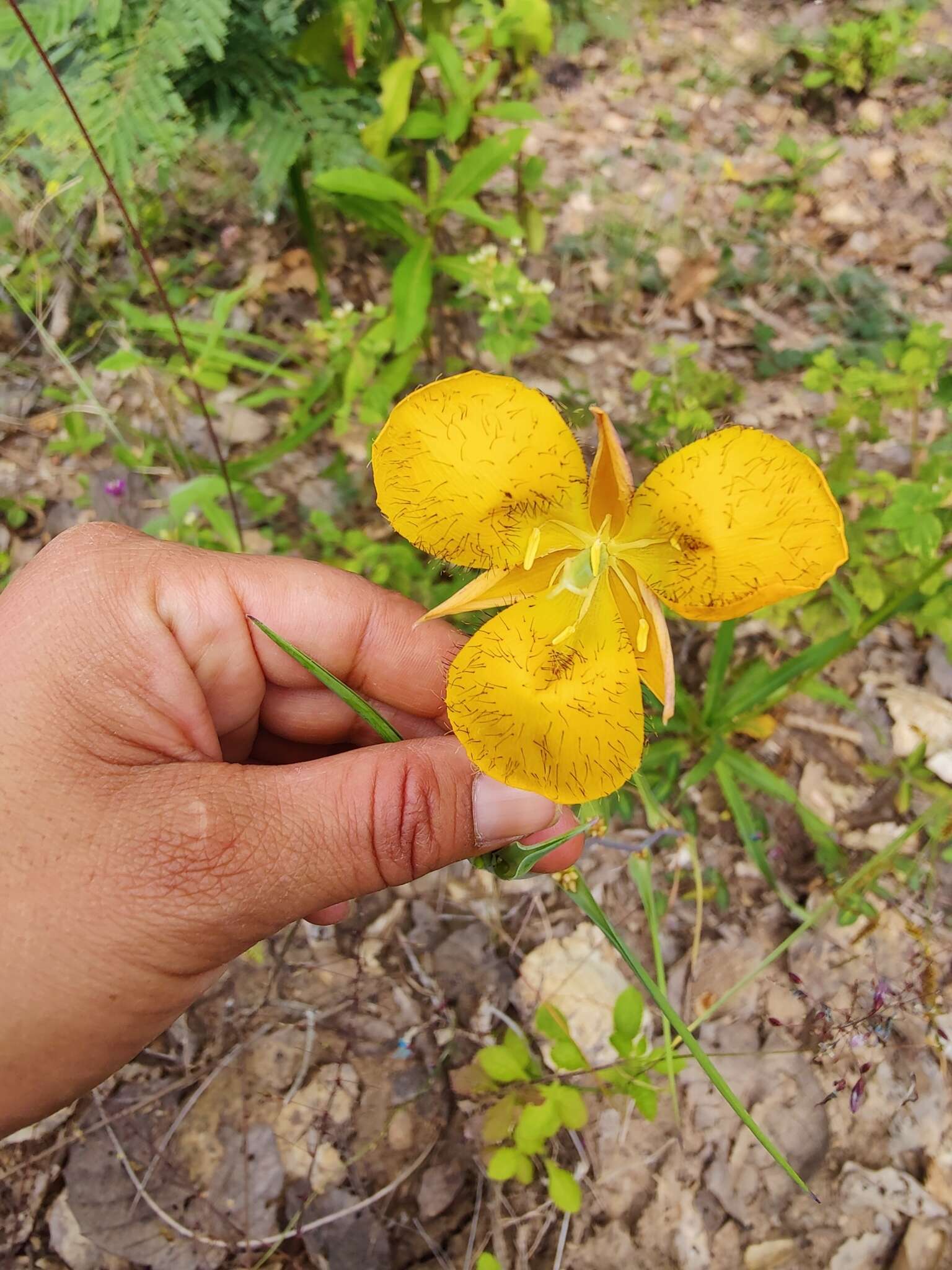 Calochortus balsensis García-Mend. resmi