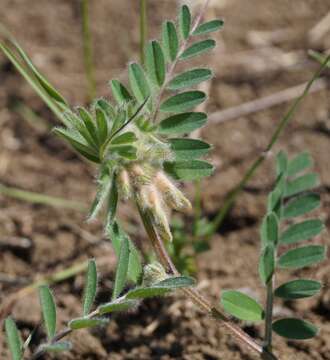 Image of Hungarian vetch