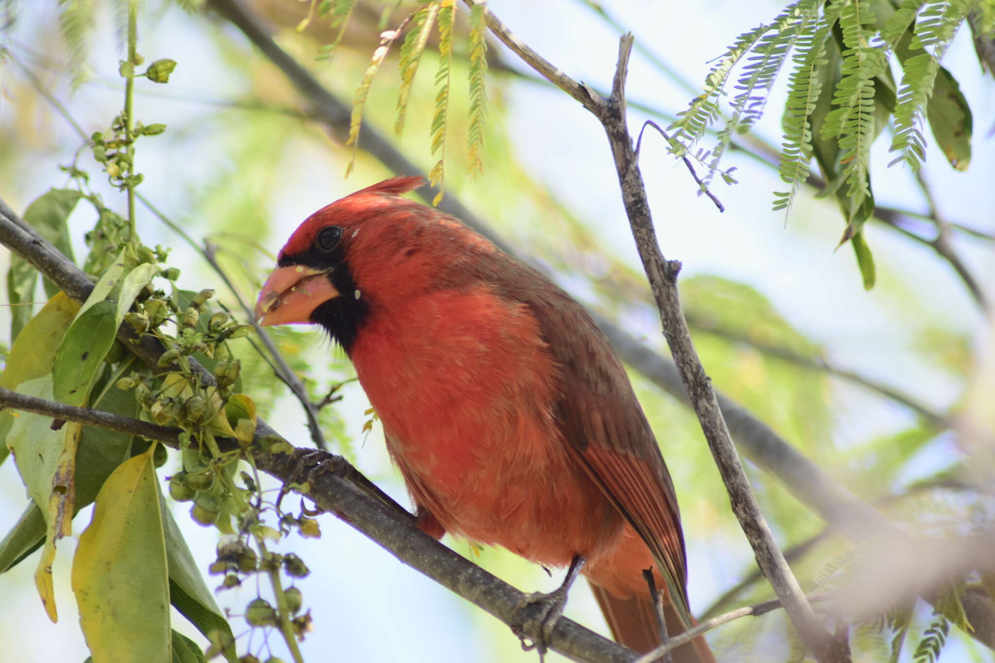 Image of Cardinalis cardinalis mariae Nelson 1898