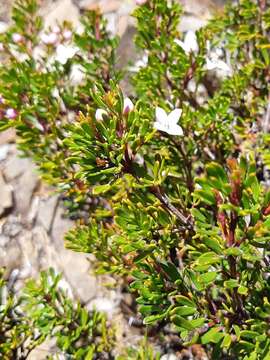 Image of Lemon Boronia