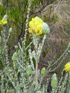 صورة Aspalathus quinquefolia subsp. virgata (Thunb.) R. Dahlgren