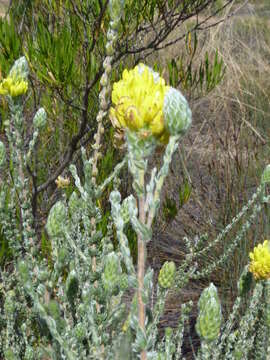 Image of Aspalathus quinquefolia L.