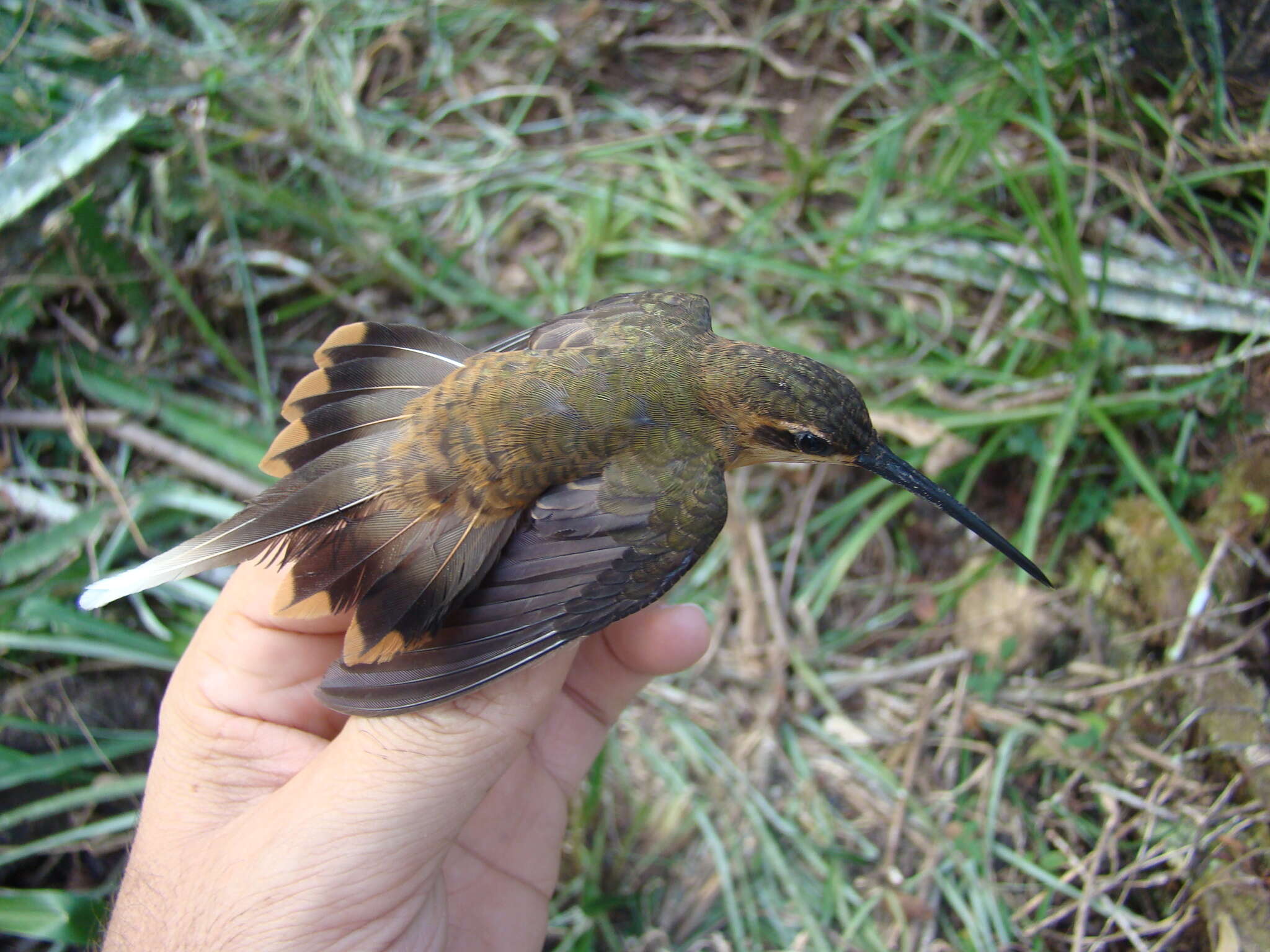 Phaethornis philippii (Bourcier 1847) resmi