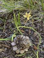 Image of Dudley's triteleia