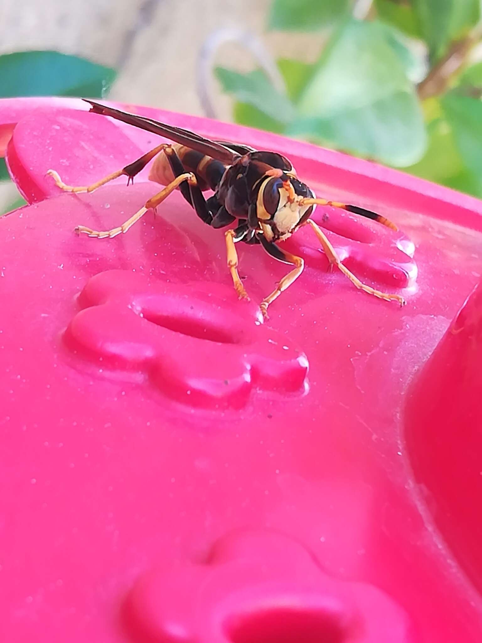 Image of Polistes comanchus de Saussure 1857