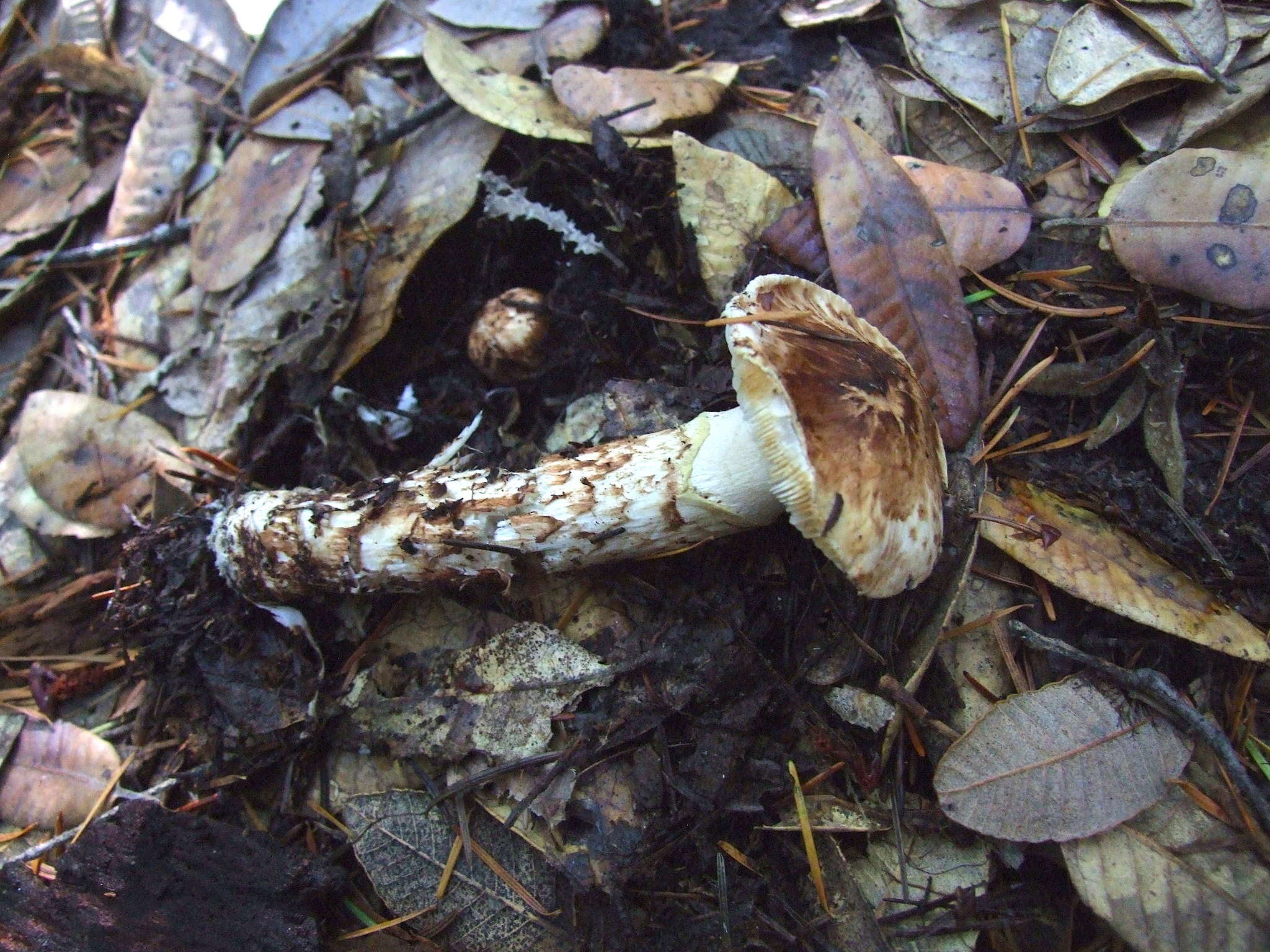 Image of Tricholoma dulciolens Kytöv. 1989