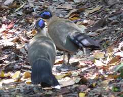 Image of Giant Coua