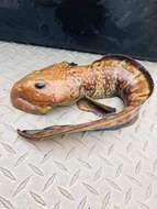 Image of Laval&#39;s eelpout
