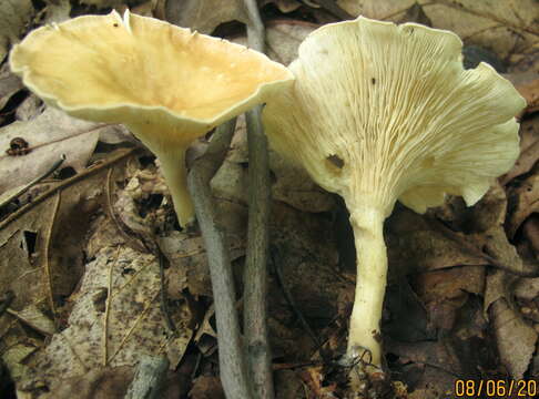 Image of funnel clitocybe