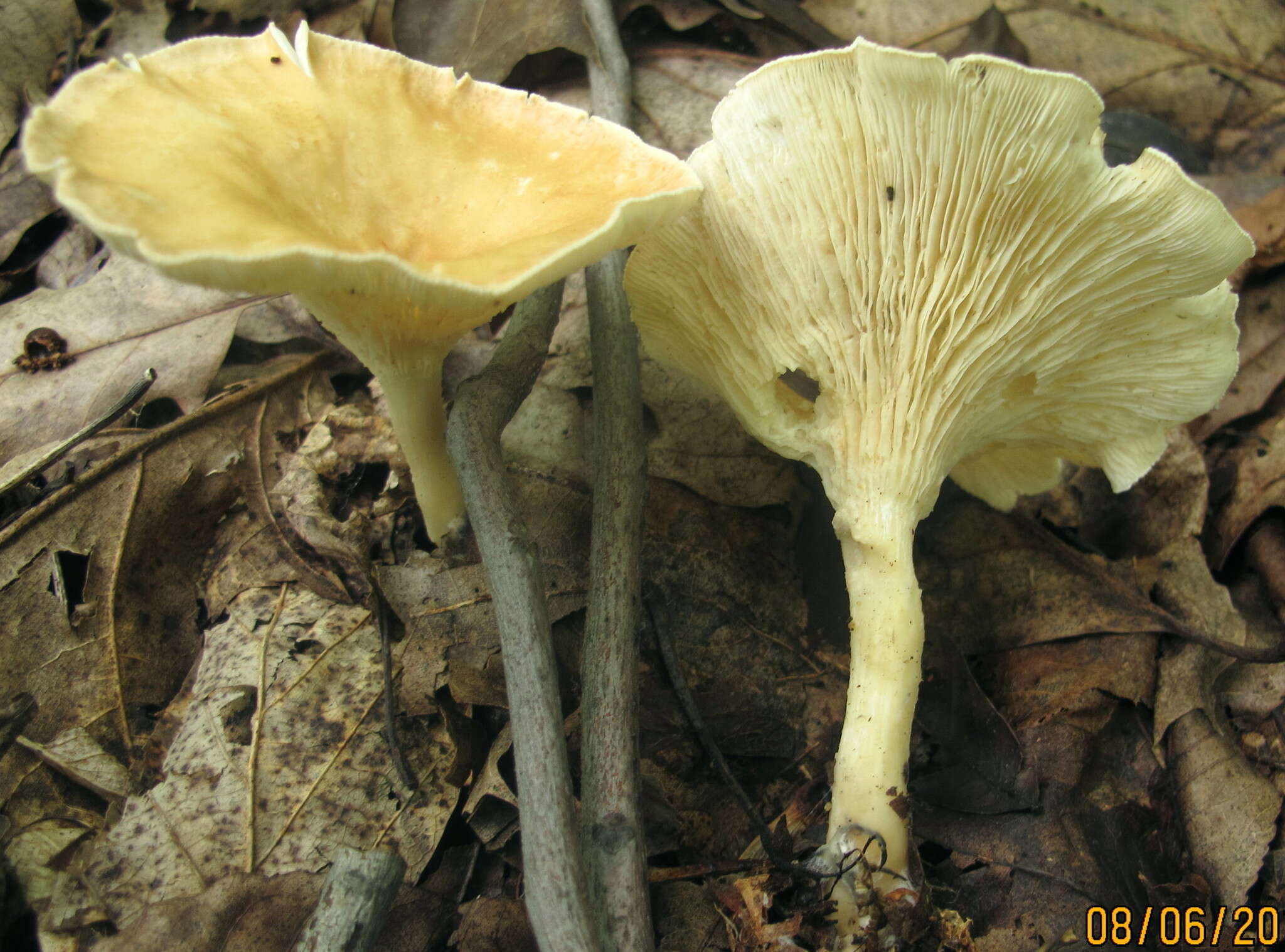 Слика од Clitocybe gibba (Pers.) P. Kumm. 1871